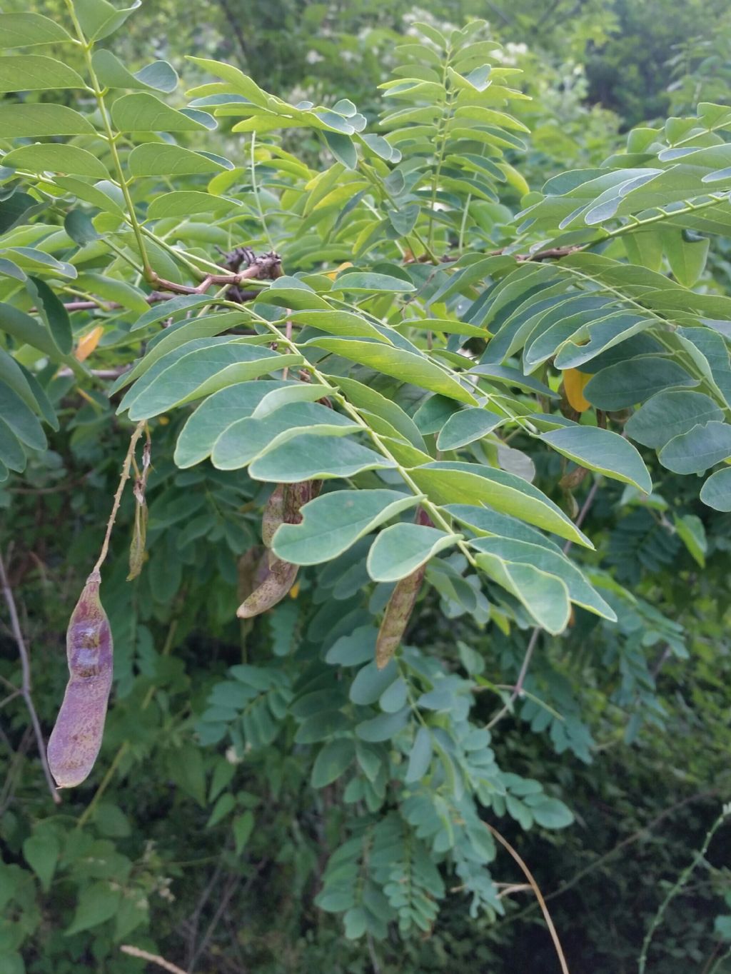 Baccelli di robinia pseudo acacia?  S !